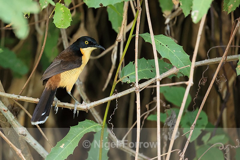 Black-capped Donacobius, back view, Mato Grosso, Brazil - Black-capped Donacobius