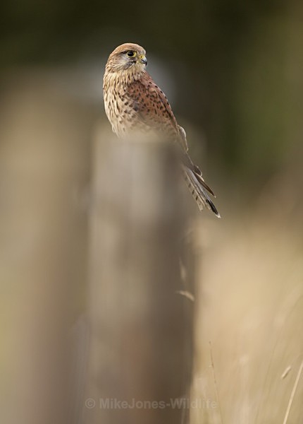 KESTREL - FAVOURITES WILDLIFE GALLERY. Selected images from the wildlife collections.