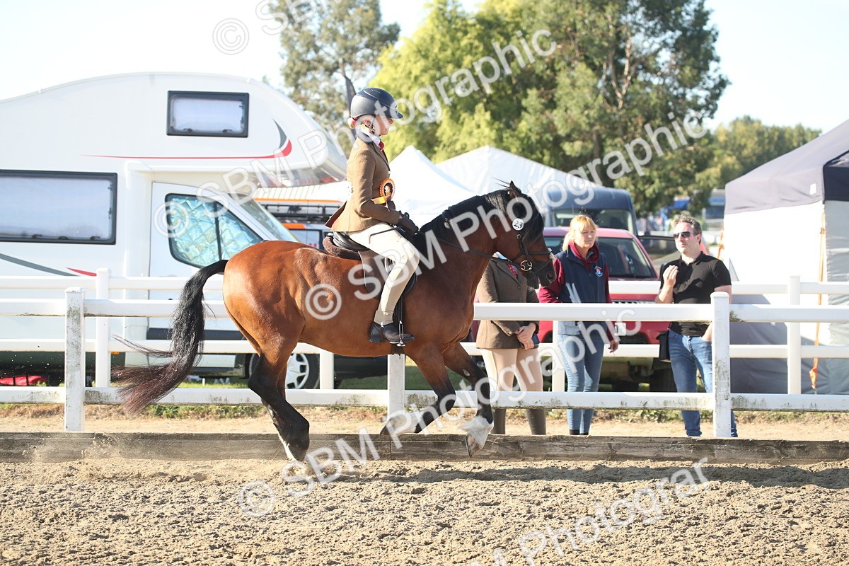 SBM_11604 - Class 502 - Riding Club Horse
