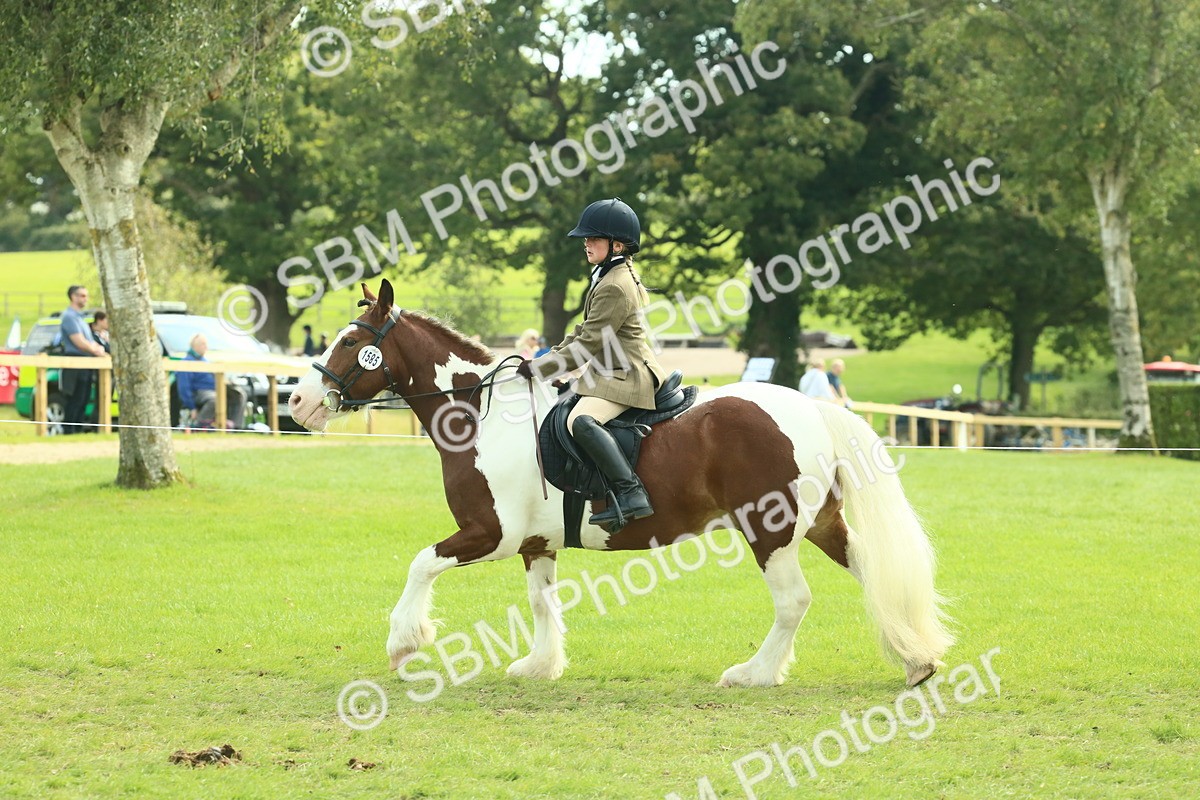 SBM_68839 - S58 - Mini Show Cob Ridden