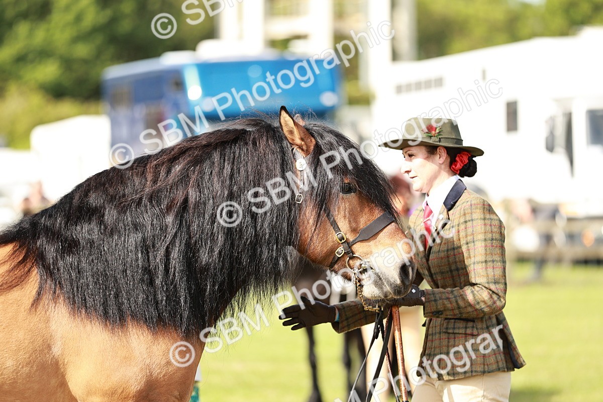 SBM_00829 - Class 14-23 - Mountain & Moorland In Hand Non Welsh