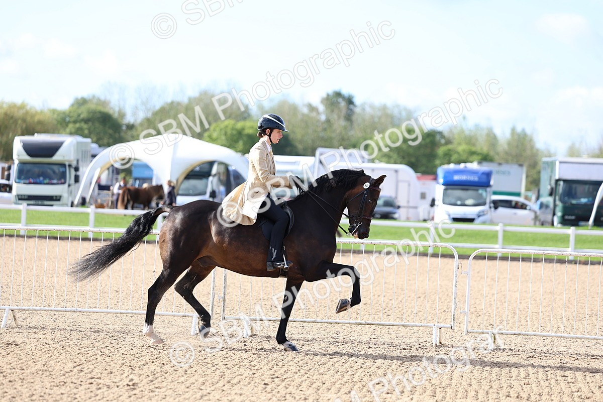 SBM_09107 - Class 303 - Ridden Pure Bred Horse Pony