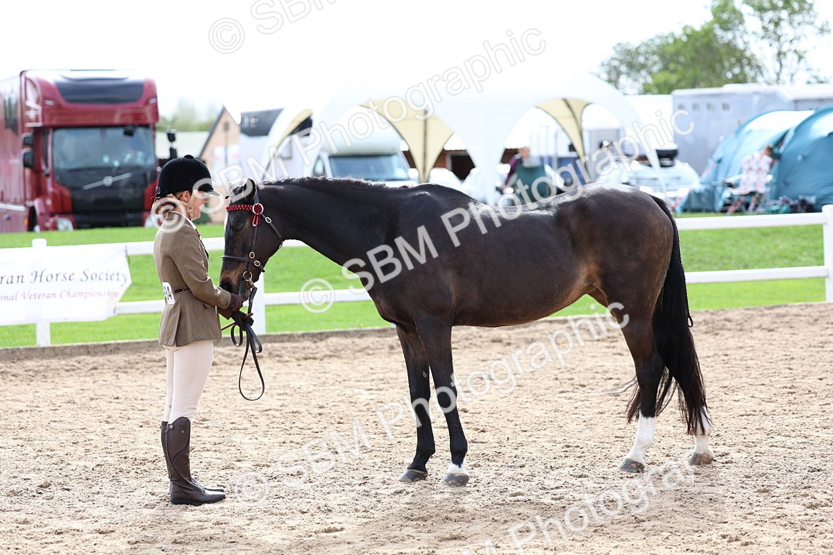 SBM_04471 - Class 26 - IH Foreign Breeds - Part Bred