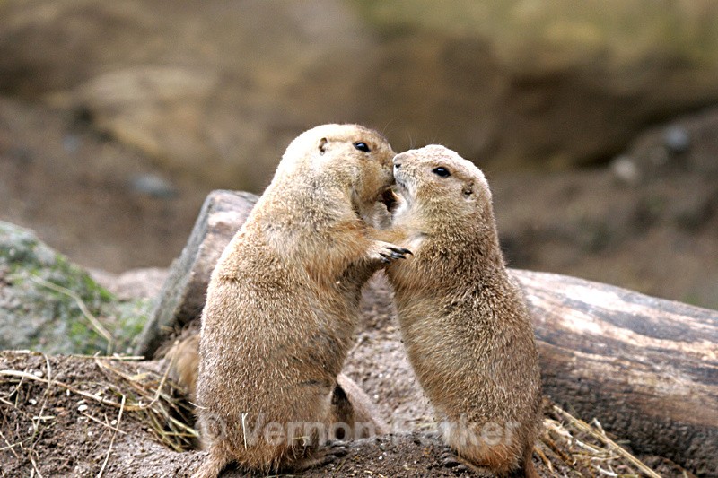 Prairie Dogs - Wildlife