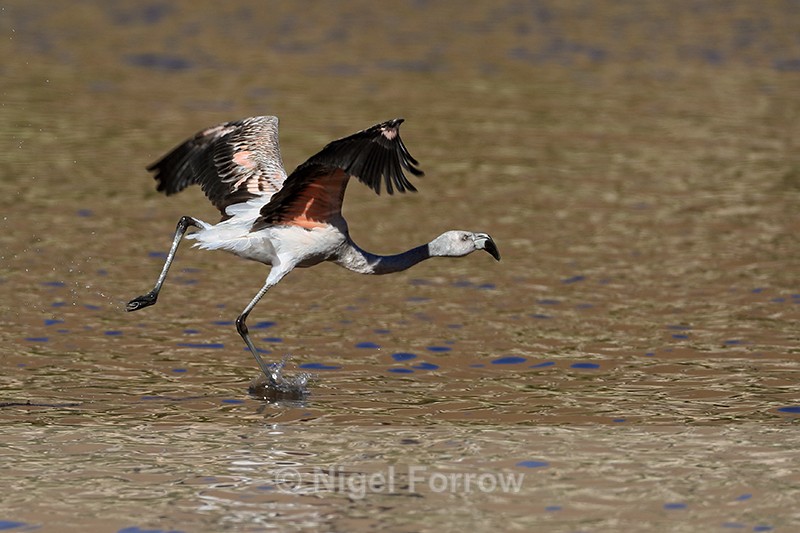 Chilean Flamingo (immature) running, Machuca, Chile - Chilean Flamingo