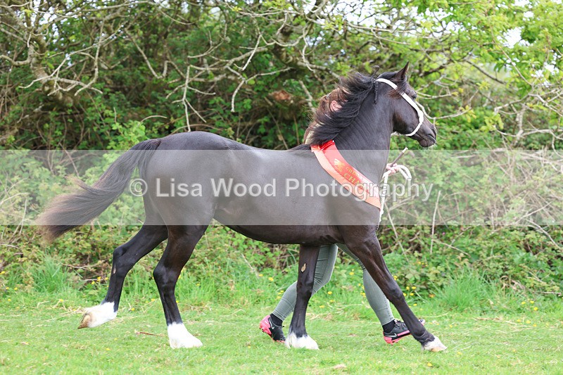 3E7A0941 - In Hand Championship