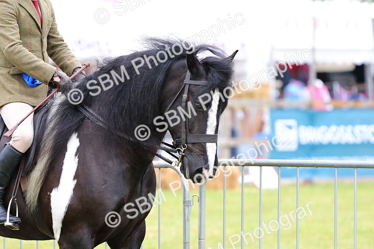 SBM_02595 - Class 9-11 Side Saddle including LIHS Rising Star Ladies Show Horse