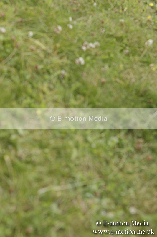 BVR160717-2413 - Side Saddle Classes 16/07/17