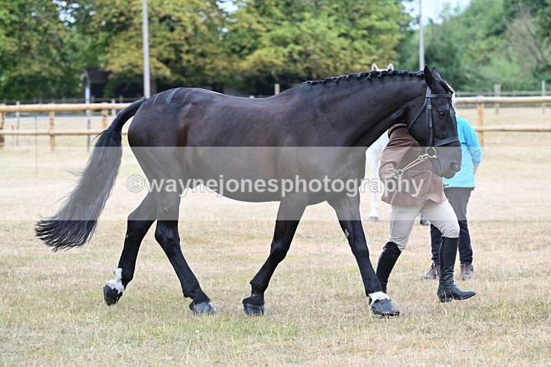 WJ7_0051 - Class 5a Most Handsome Gelding (above 14.2hh)
