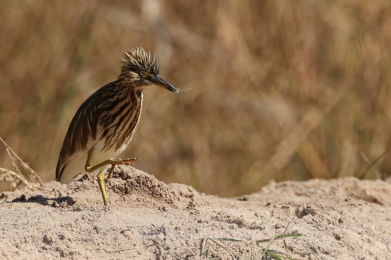 Indian Pond Heron, crest raised, Bandhavgarh, India - Indian Pond Heron
