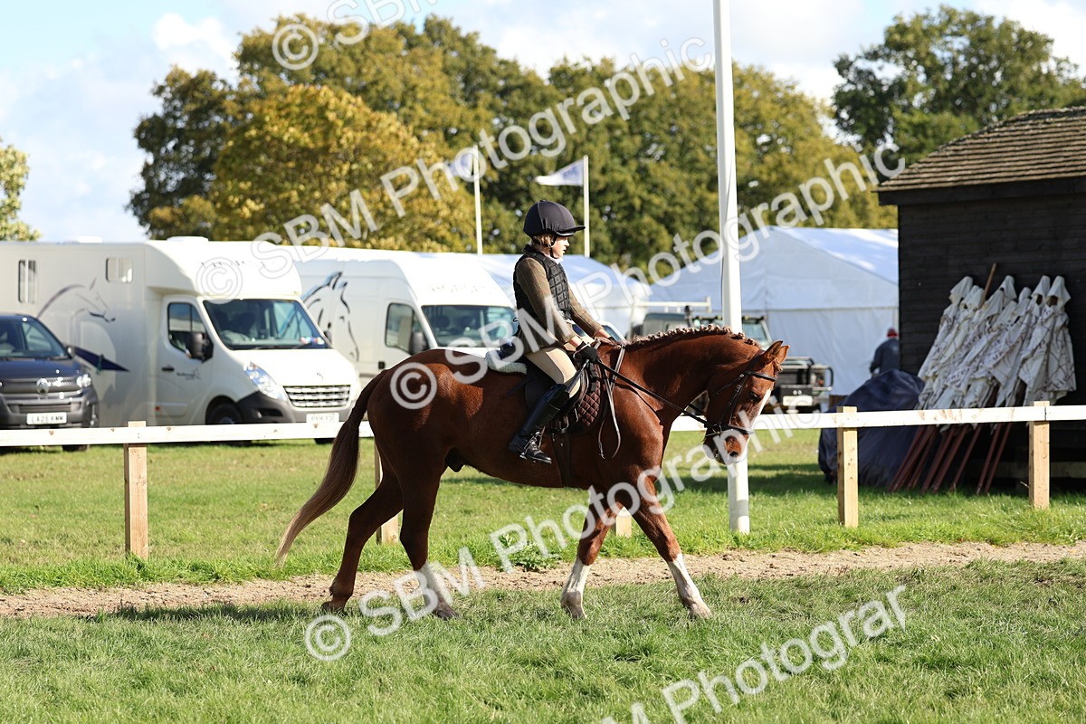 SBM_52350 - S13 - Pony Club Pony