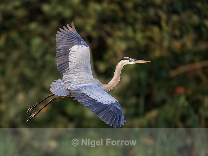 Flying Great Blue Heron, Venice Rookery, Florida - Great Blue Heron
