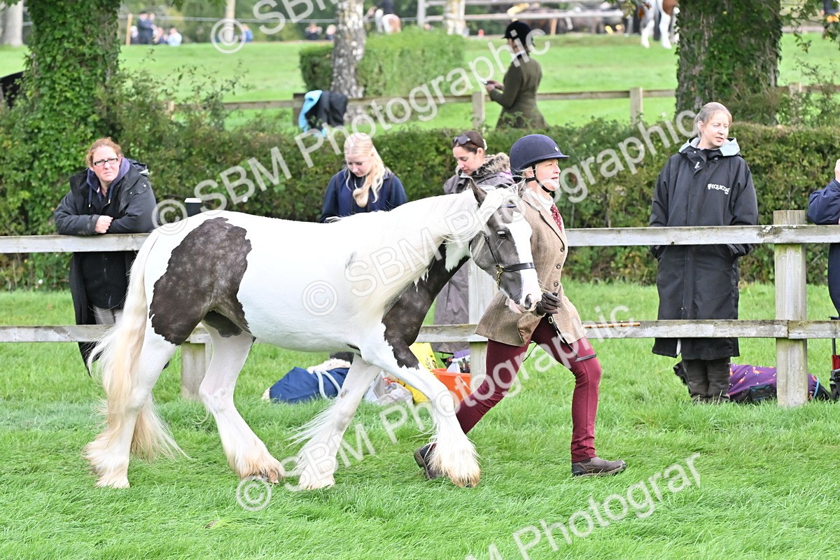SBM_56889 - S45 - Coloured Pony In Hand