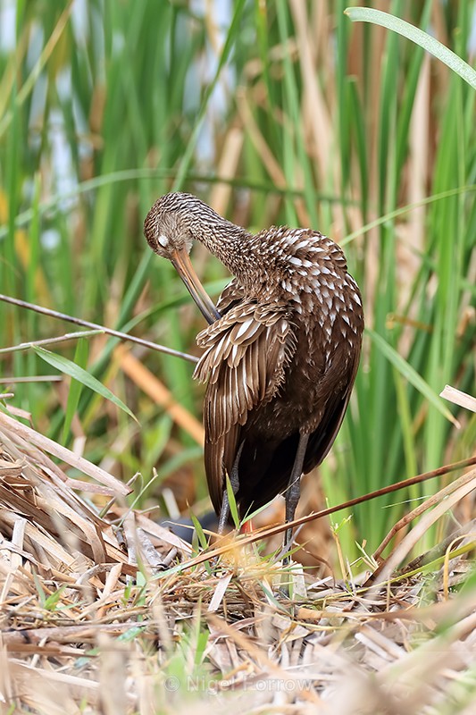 Limpkin preening, Harns Marsh, Florida - Limpkin