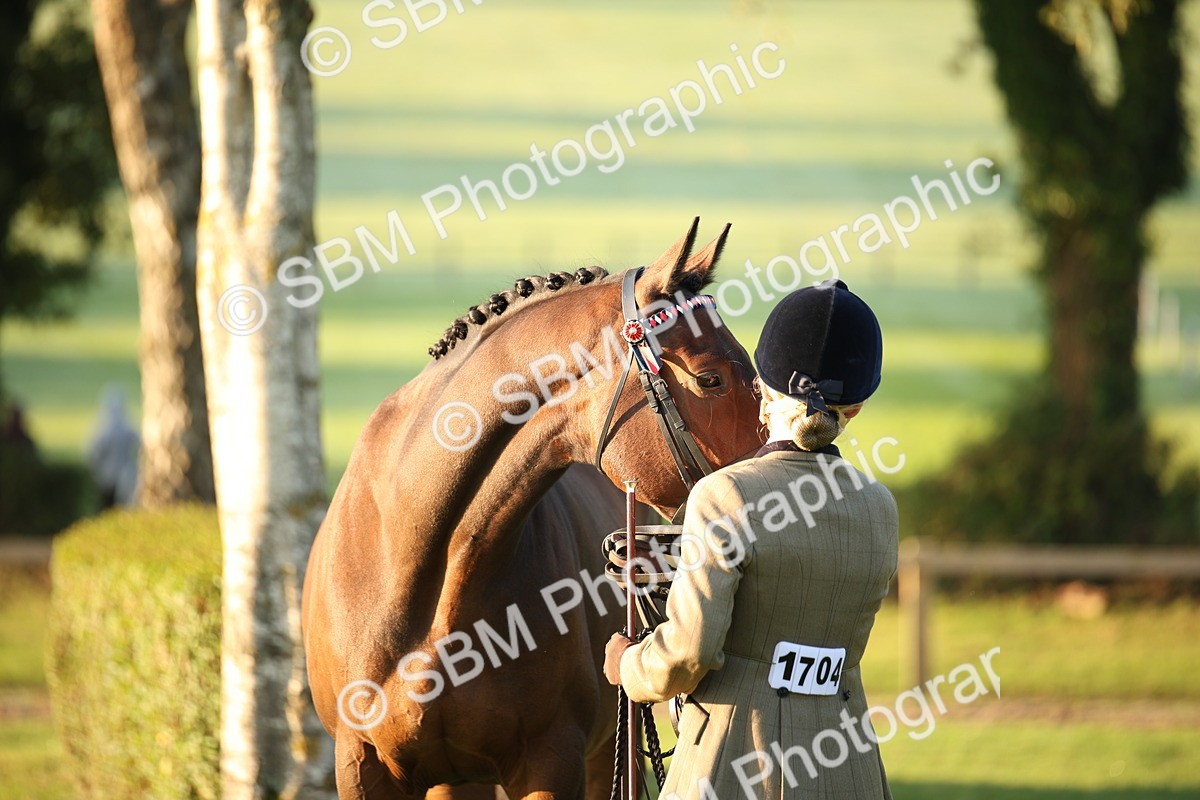 SBM_56852 - S49 - Riding Horse & Hack & Thoroughbred In Hand
