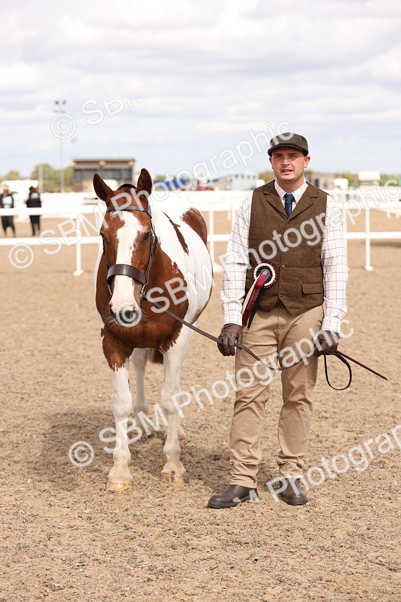 SBM_15412 - Class 210- IH Show Horse