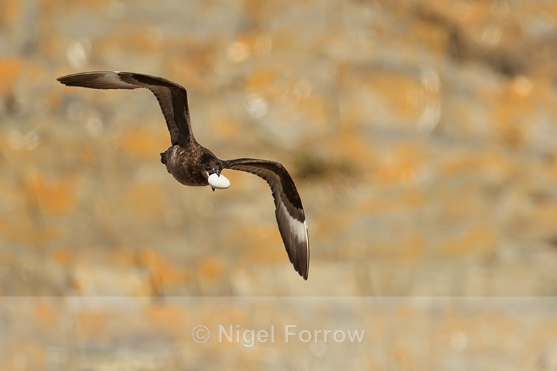 Flying Brown Skua carrying egg, Steeple Jason, Falklands - Falkland (Brown) Skua