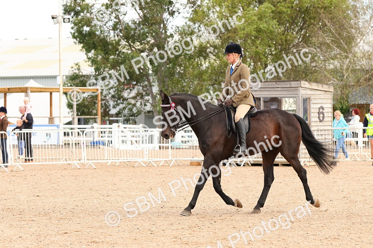 SBM_14152 - Class 213 - Ridden Hack Riding Horse