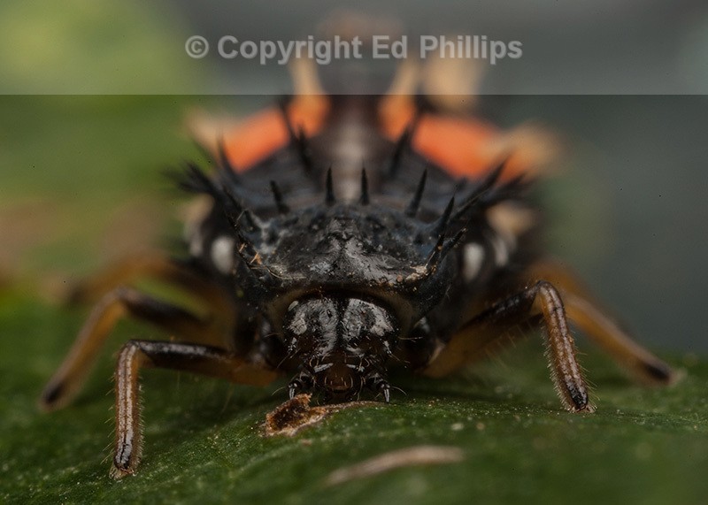 Harlequin Larva