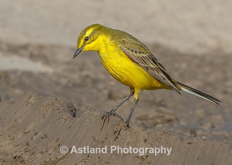 Astland Photography, Bird and Wildlife Images, Susan and Peter Wilson, U.K.