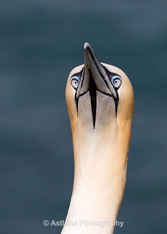 Astland Photography, Bird and Wildlife Images, Susan and Peter Wilson, U.K.