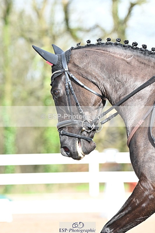 240218A-115731-06929 - 204-Elder.Klatzko-Dynasty.Hit