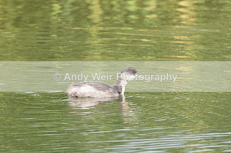 20140809-3K8A4594 - Black-necked Grebe