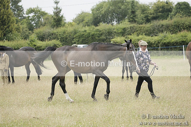 B230619-0558 - Bourne Valley Riding Club Summer Show 23/06/19