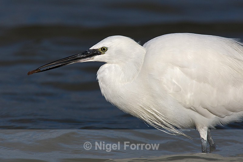 Little Egret with food on Brownsea Island - Little Egret