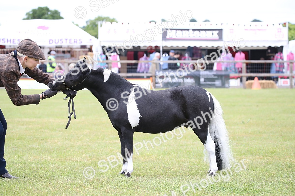 SBM_03782 - Class 23-25 - British Miniature Horse of the Year