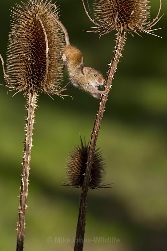 HARVEST MOUSE ref HM 2 - HARVEST MOUSE