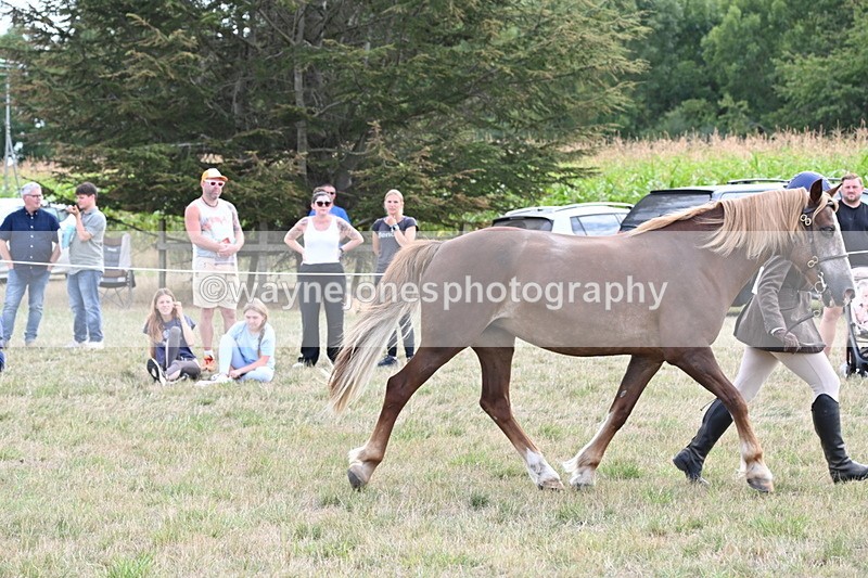 WJ6_6688 - Class 20 In-hand Cob
