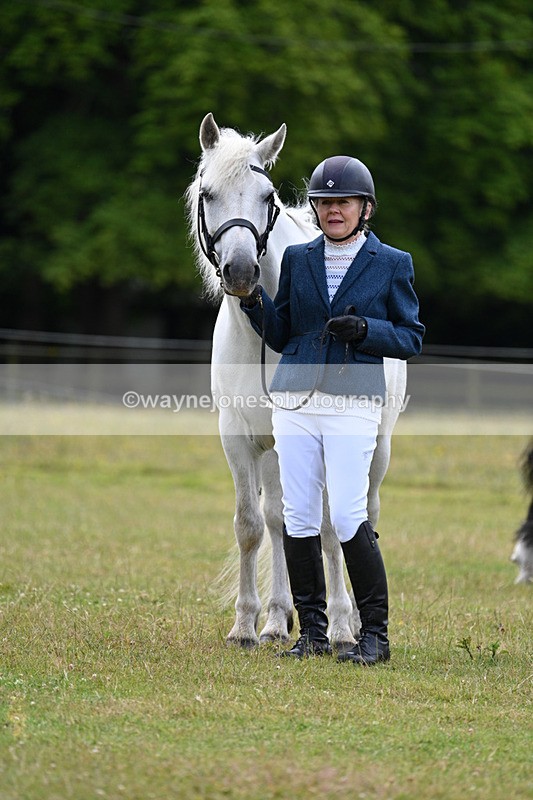 WJ7_7085 - Class 5a Most Handsome Gelding in Hand