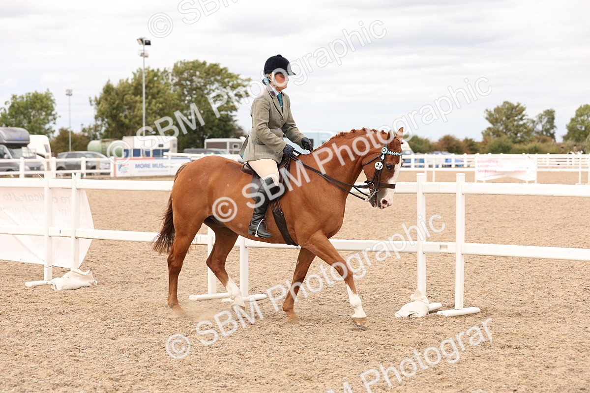 SBM_17305 - Class 214 - Ridden Hack Riding Horse
