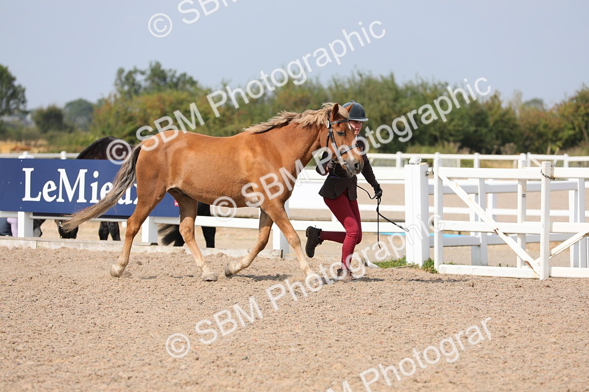 SBM_15710 - Class 312 IH Competition Horse/Pony