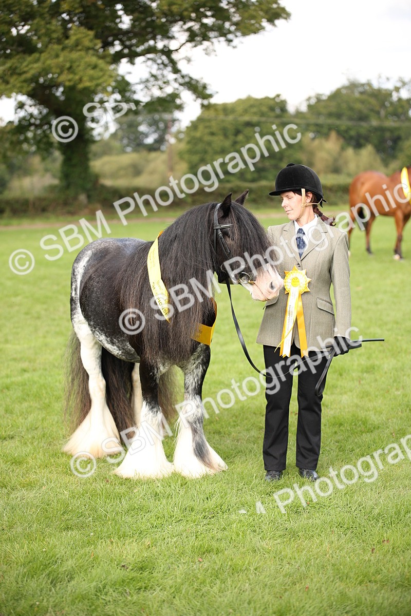 SBM_62953 - In Hand Horse Supreme Championship