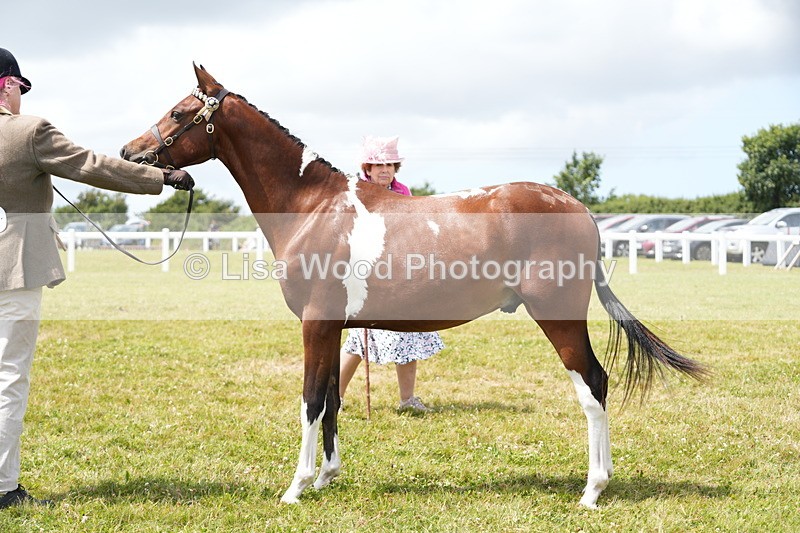 DSC06734 - Class 58: Coloured Pony Youngstock