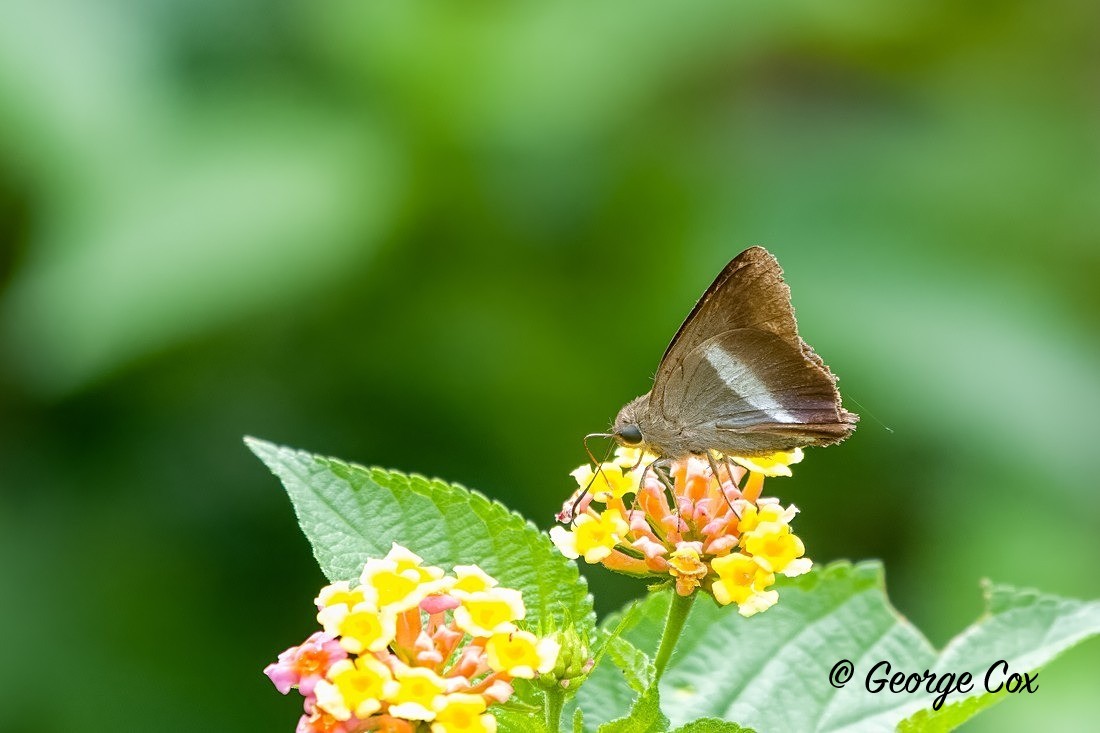 Orange Tailed Awl - Sri Lanka