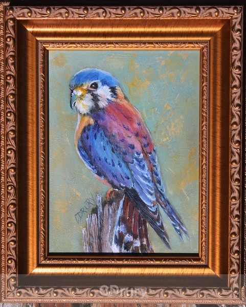 American Kestrel - Frame Hut