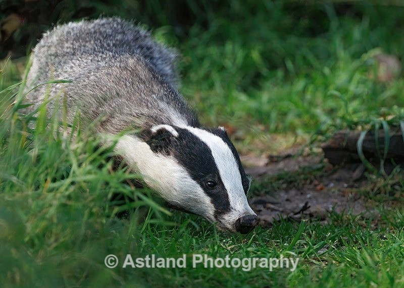 Badger - Latest Images