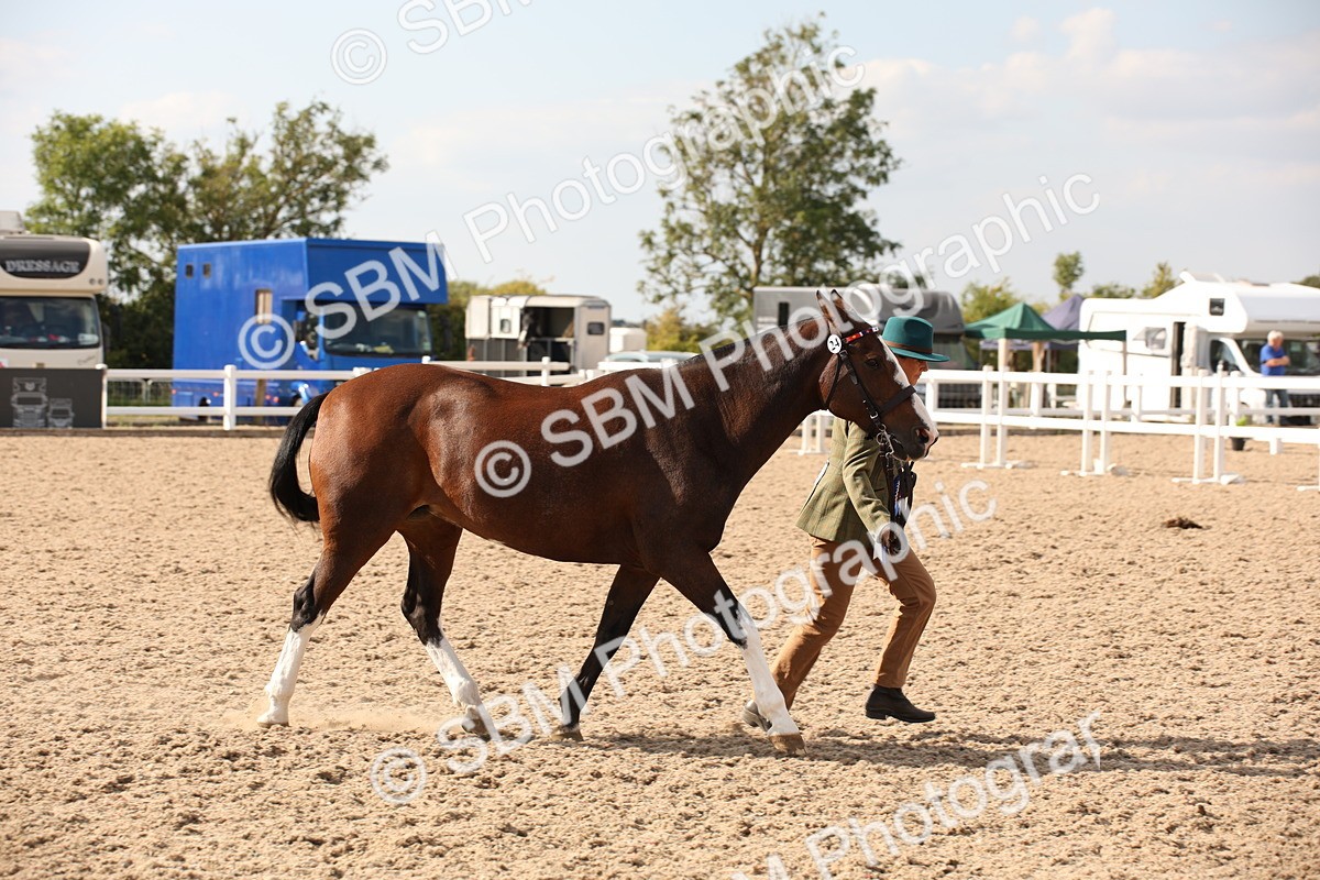SBM_07443 - Class 26 IH Foreign Breeds -Part bred