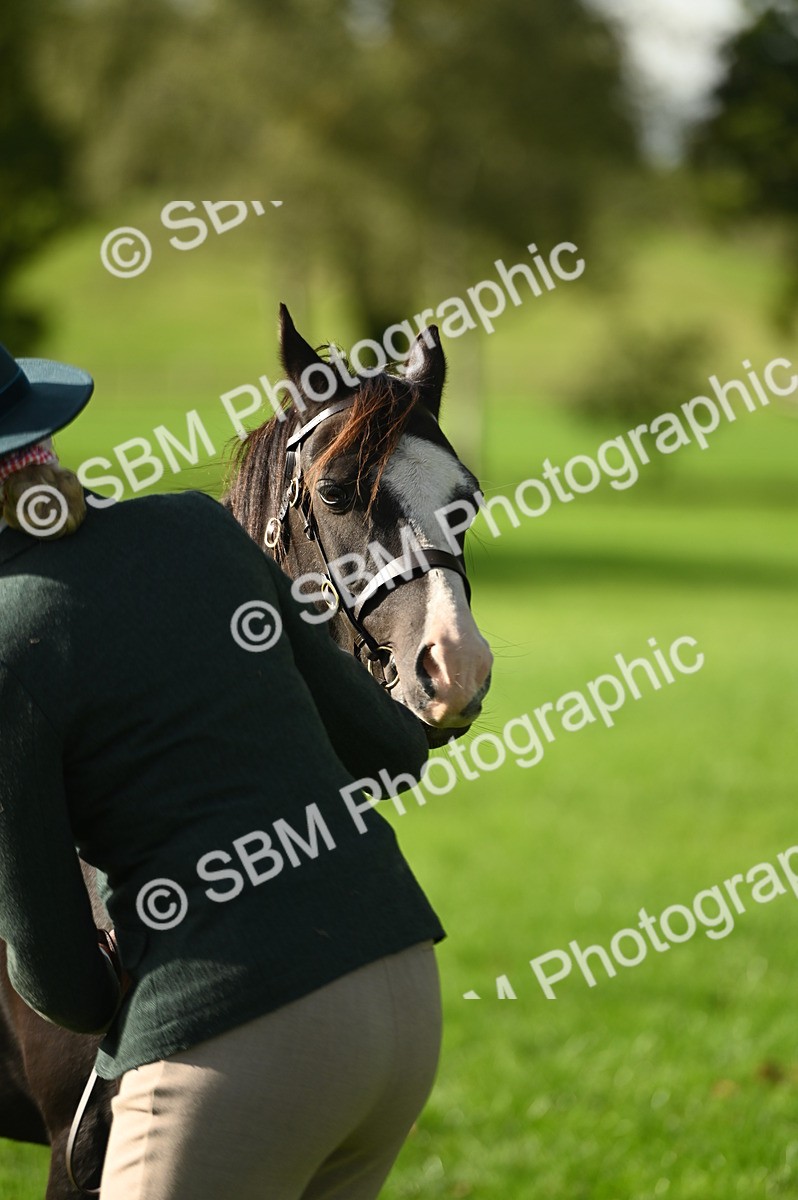 SBM_15931 - S1 - TSR in Hand Horse & Pony Showing