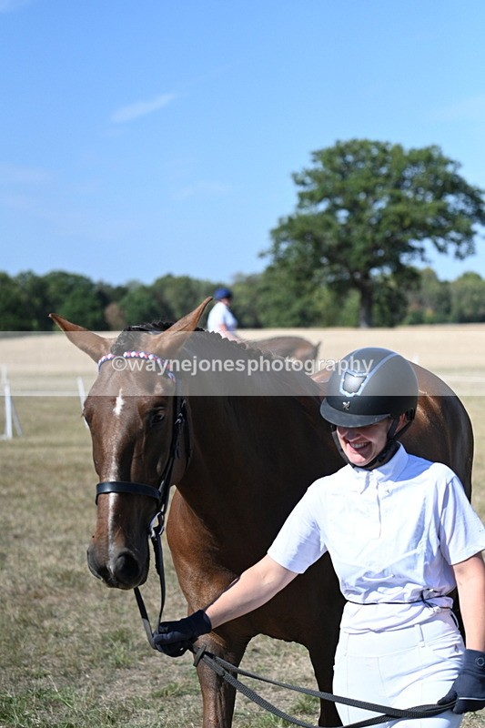 WJ7_1510 - Class 42 Most Handsome Gelding