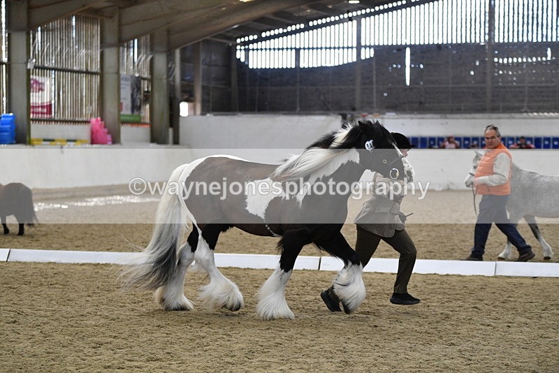 WJ5_5037 - Class 7 In hand coloured / odd coloured