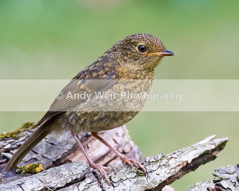 20100617_0705 - Robin