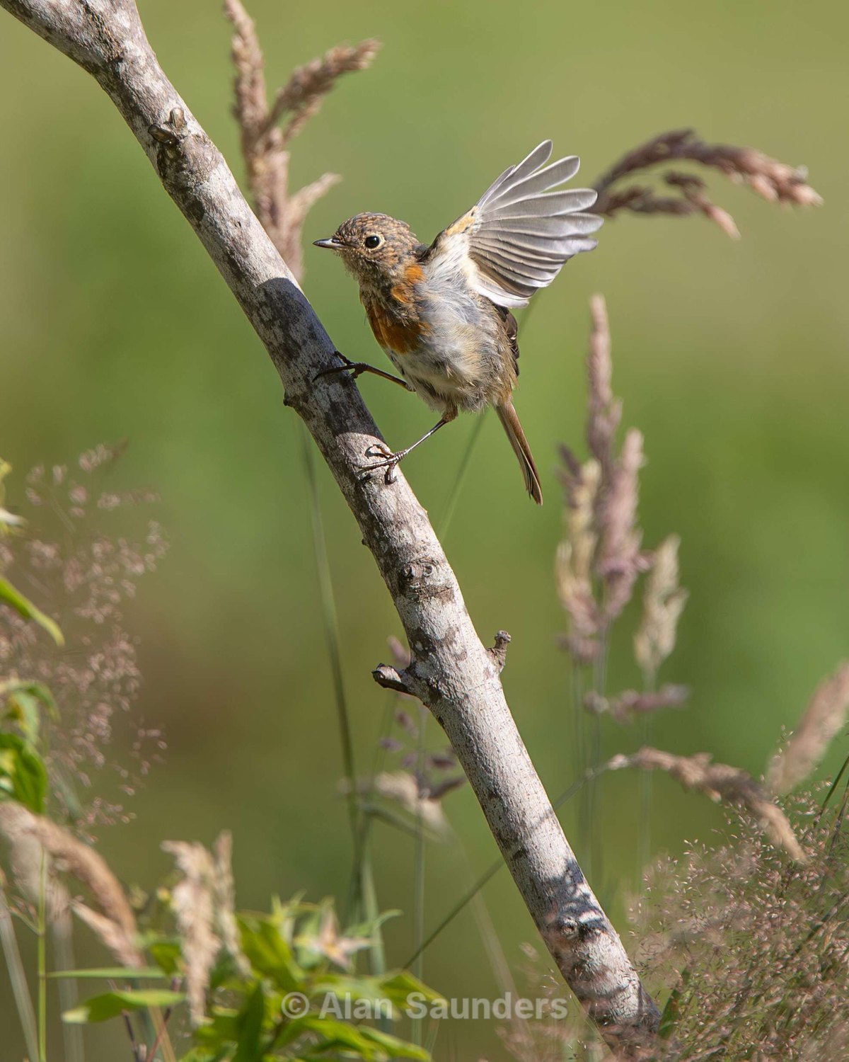 Robin 3