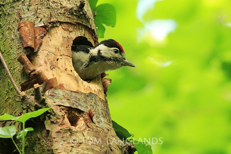 Woodpecker - All Other Birds