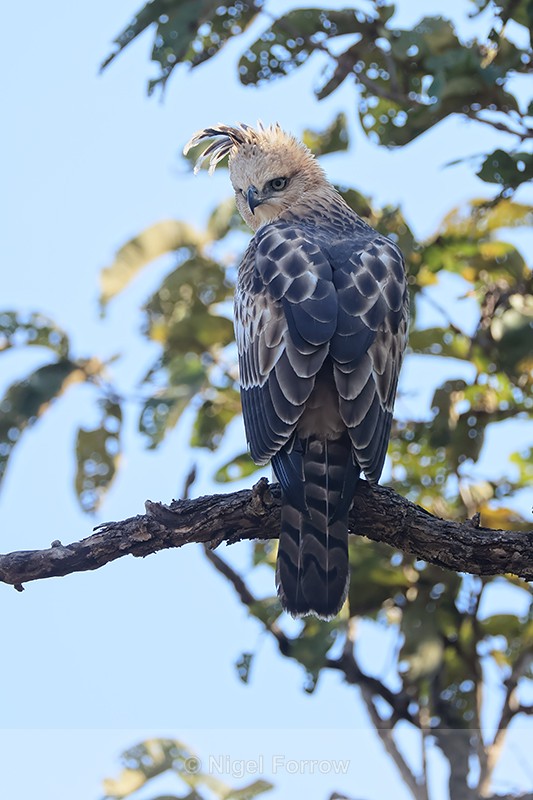 Changeable Hawk-Eagle showing crest, Bandhavgarh Tiger Reserve, India - Changeable Hawk-Eagle
