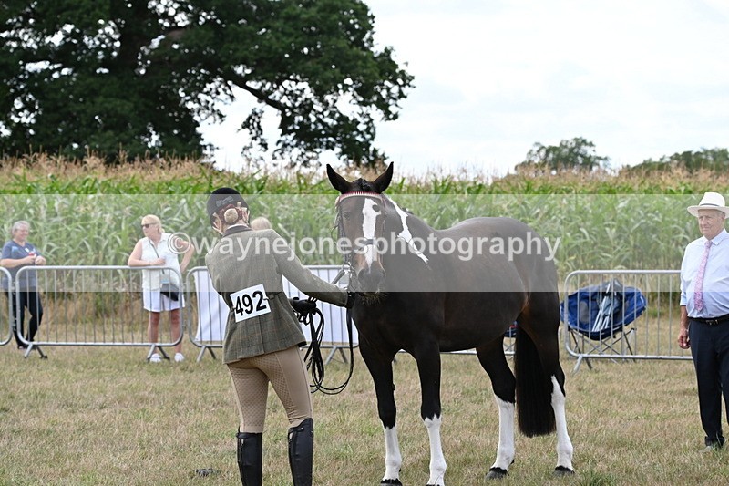 WJ6_6216 - Class 19 In-hand Veterans (Uploaded correct folder)