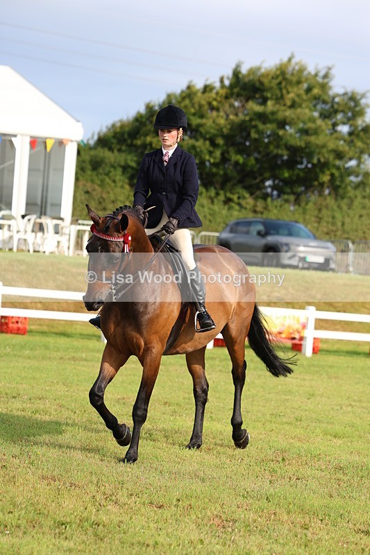 3E7A8165 - Class 2: Rising Star Large Hack/Riding Horse